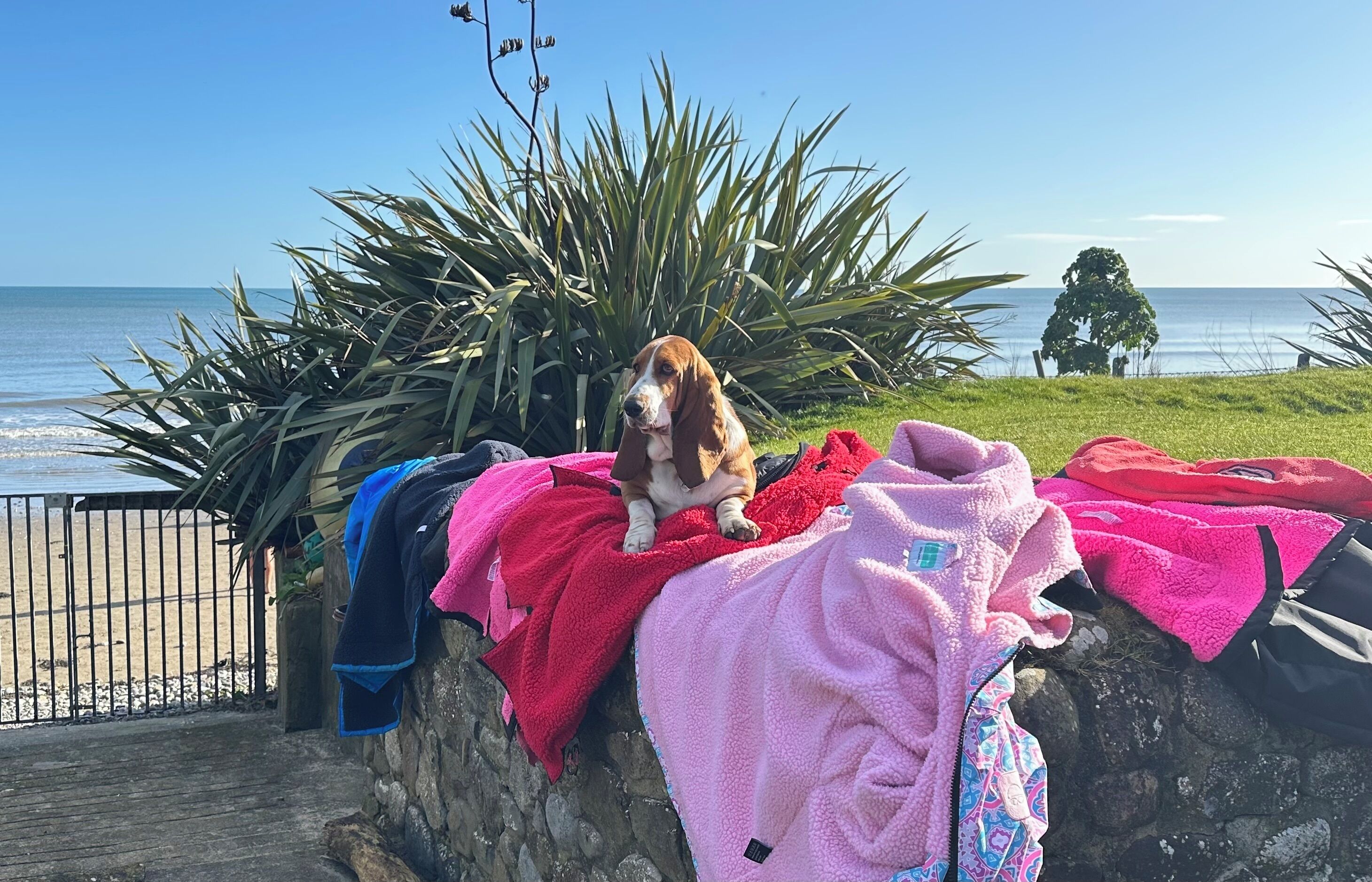 A dog sitting on a stone wall with colorful blankets and a view of the ocean.
