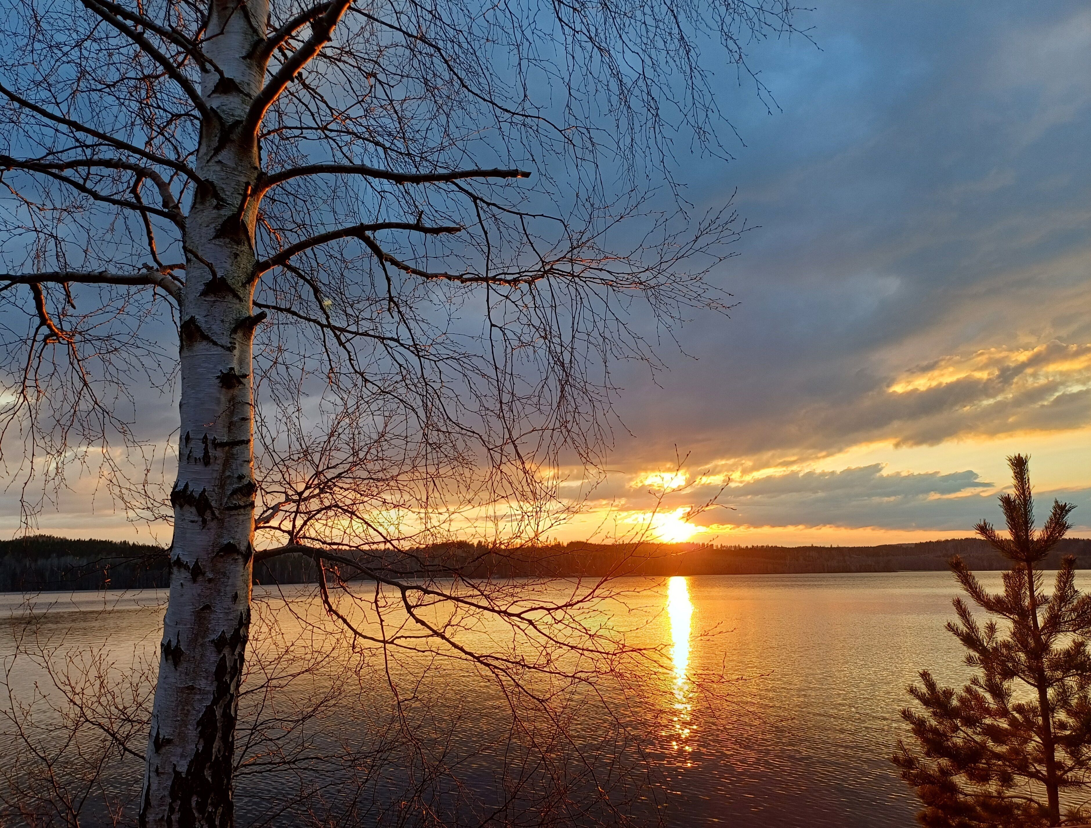 A birch tree with bare branches in front of a sunset over a calm lake.