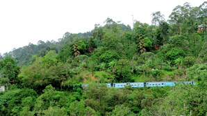 A train on a hillside with dense greenery and a few buildings in the background. - Jade Ella (Ella)