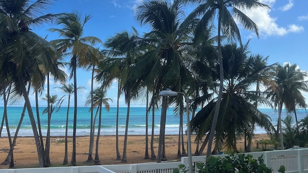 Una playa con palmeras y un cielo azul despejado.