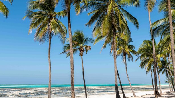 Une plage bordée de palmiers, sous un ciel bleu et dégagé.