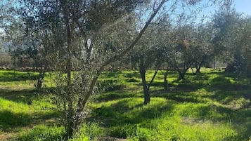 Cabaña Deluxe, patio, vista al jardín | Área de sala de estar