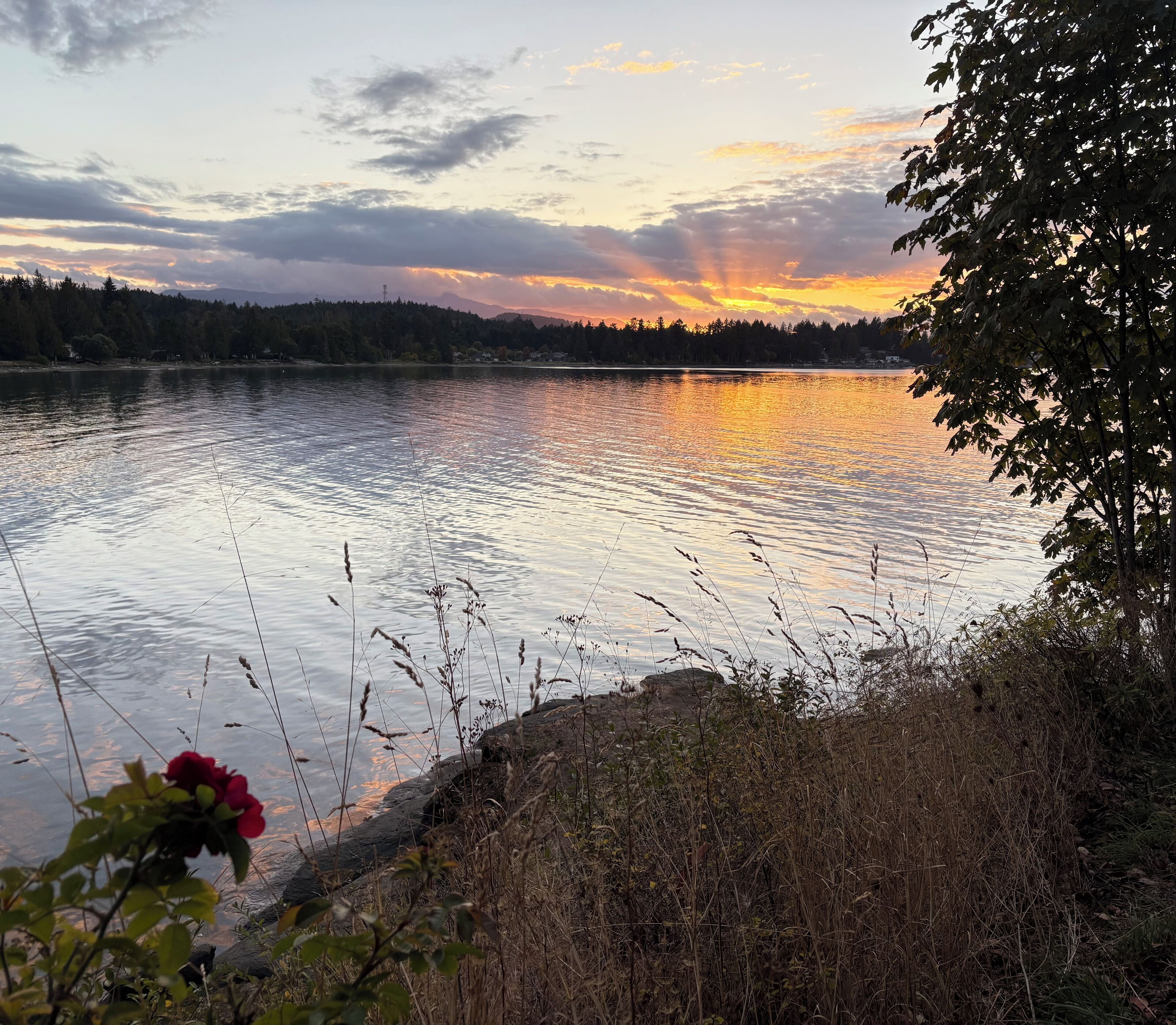 A calm lake with a sunset, surrounded by trees and vegetation.