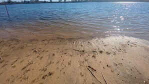Una playa arenosa con agua cristalina y una línea de árboles al fondo.