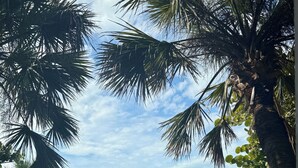 Ein hölzerner Steg führt zu einem Strand mit Palmen und blauem Himmel.