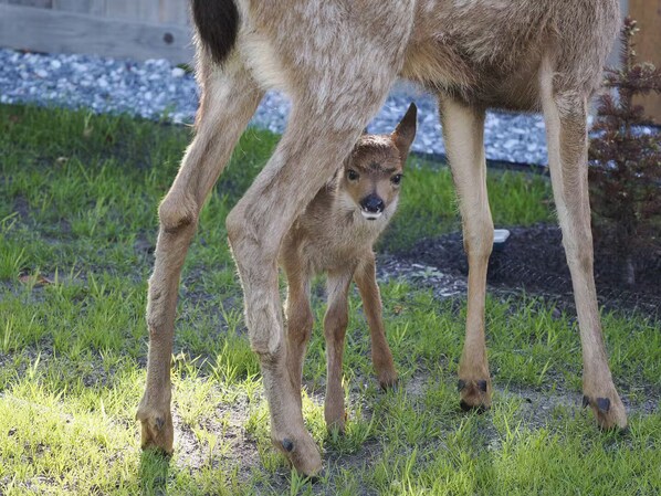 A deer with a fawn standing on grass.