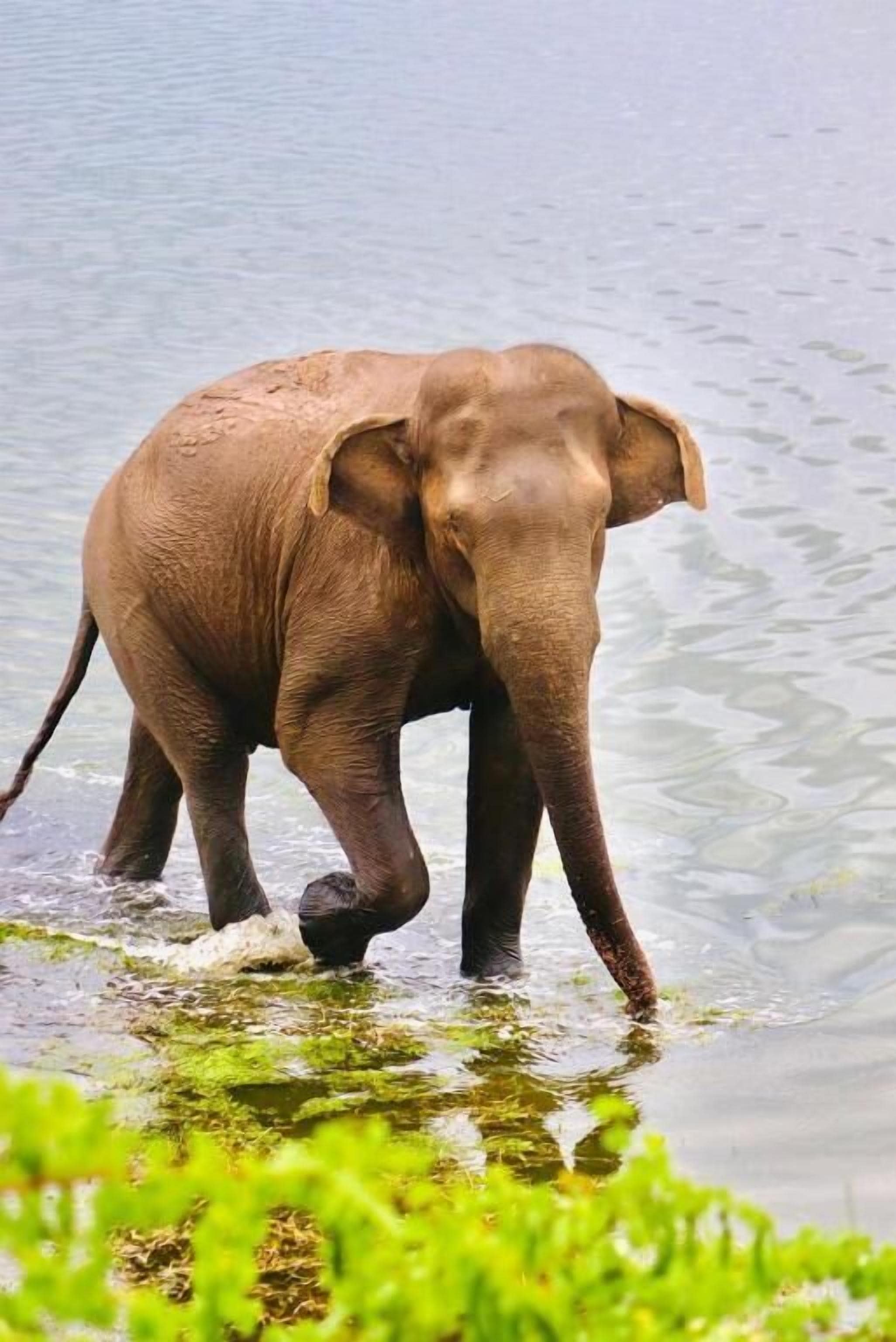 An elephant in water.