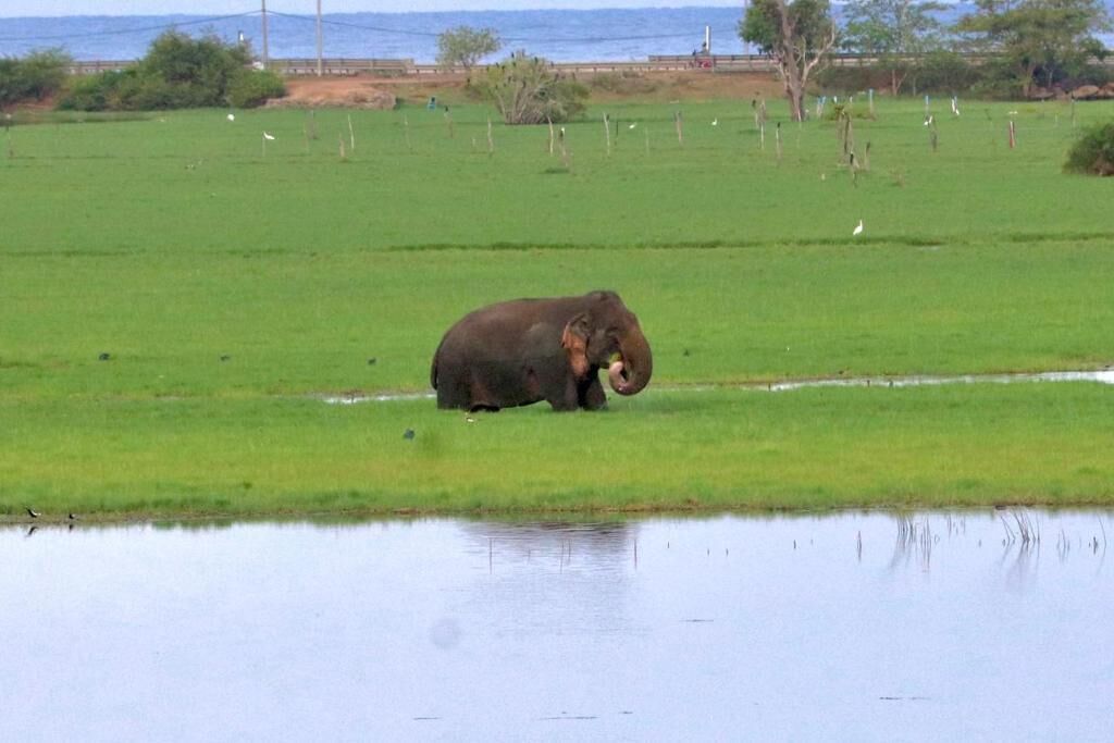 Ein großer Elefant auf einer Wiese, im Vordergrund ein Gewässer.