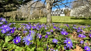 Un sentier bordé d’arbres, avec une maison en arrière-plan.