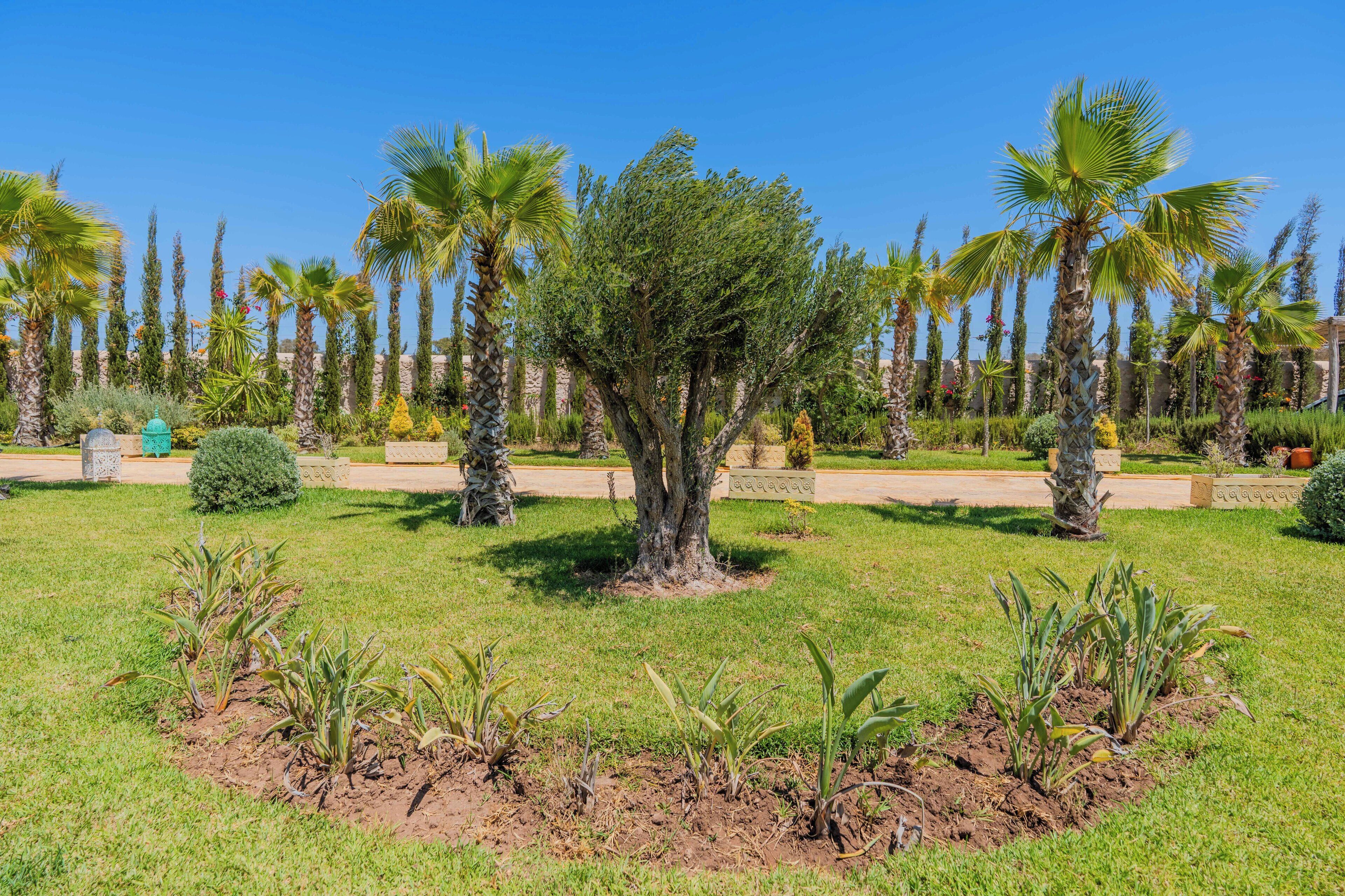 Un jardín bien cuidado con palmeras y diversos arbustos.