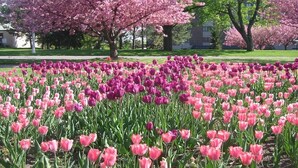 Un parque con un campo de tulipanes rosados y morados y cerezos en flor.