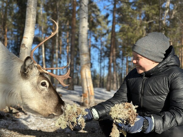 Ecotours - Skabram Camping & Stugby (Jokkmokk)