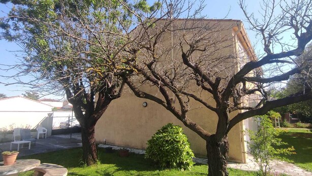 A residential area with a house, a tree, and a small bush.