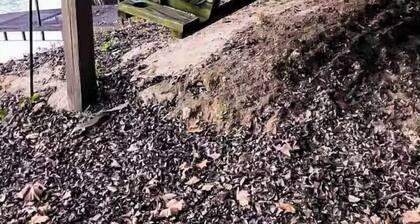 Current River Cabin, On the Water, Fishing, Swimming, Relaxation.