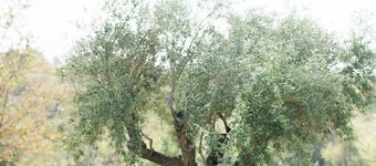 Guest House -Golf Club of California -Monserate Winery -Pala Mesa Golf -360 View