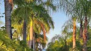 A pathway lined with tall palm trees, leading towards a gate. - Cottage 15 Village de la Pointe (Le Vauclin)