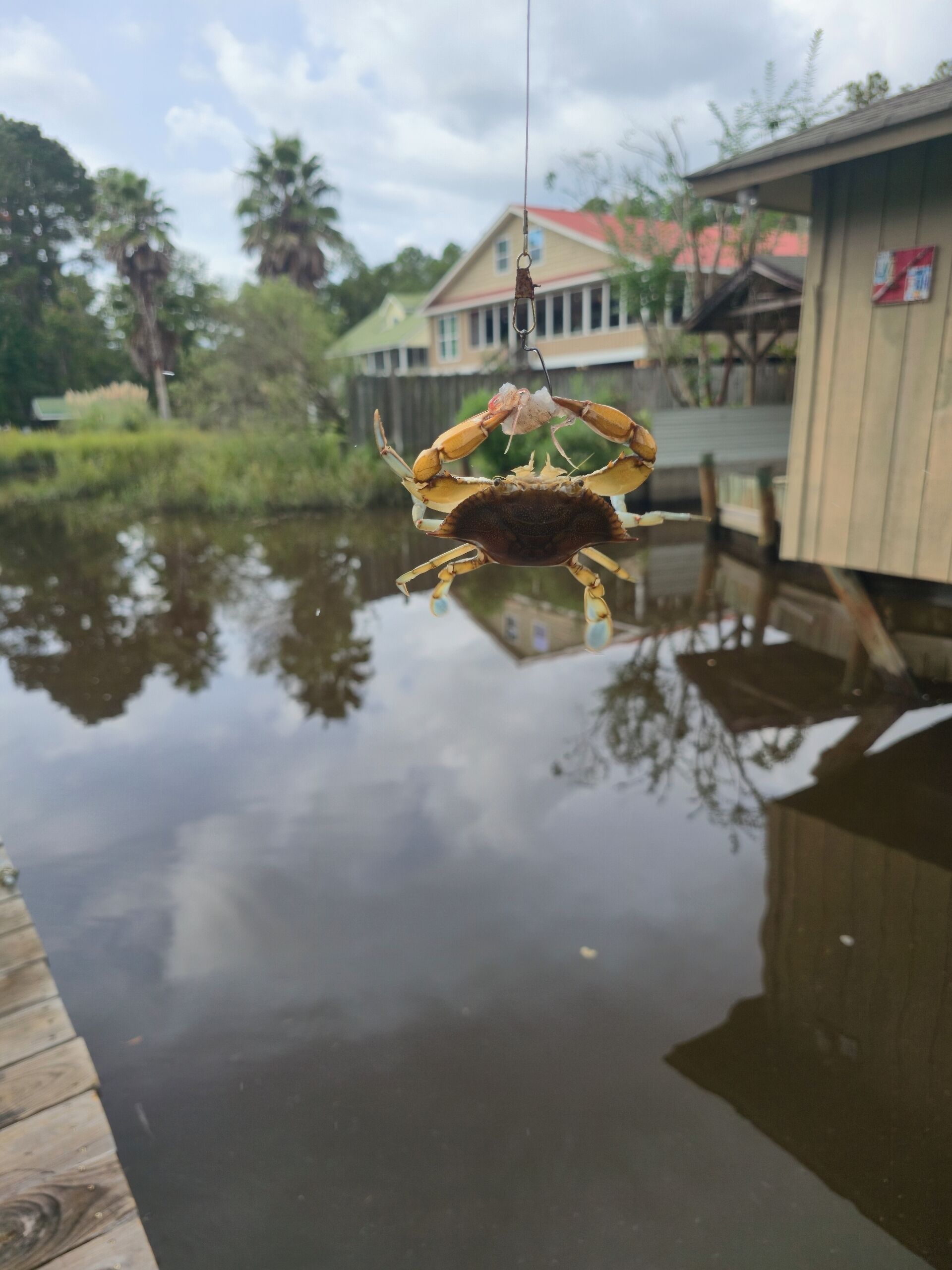 A crab hanging from a hook over a body of water, with a house and greenery in the background.