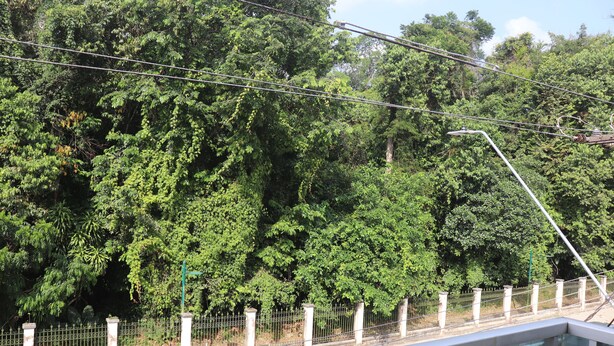 A bridge with a metal railing and a glass barrier, surrounded by dense green foliage. - HOSTEL Tacacá - 5 minutes from Greezone (COP30) (Belém)