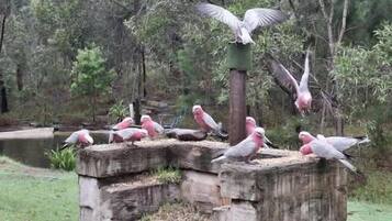 A group of pink parrots perched on a wooden stump in a natural setting with trees and a pond in the background.