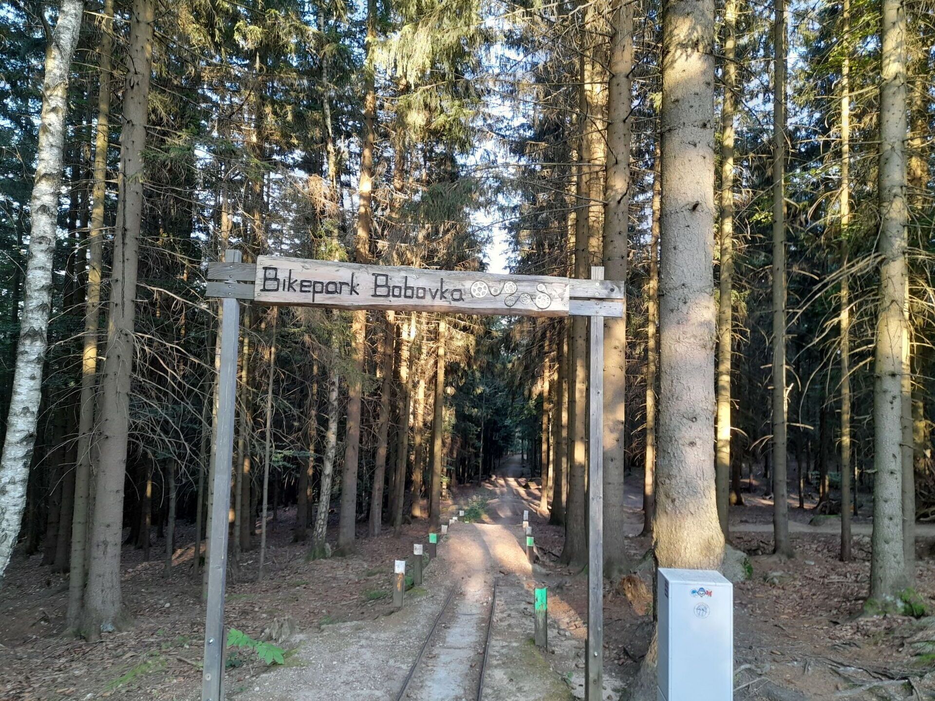 Pflanze, Natürliche Landschaft, Holz, Kofferraum, Biome, Durchgangsstrasse, Baum, Terrestrische Plant, Landschaft, Laub