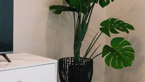 A white dresser with wooden knobs, a black woven plant pot, and a large green plant with broad leaves.