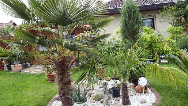 Un jardín con diversas plantas, entre ellas palmeras y un cactus, rodeado por un sendero de grava blanca.
