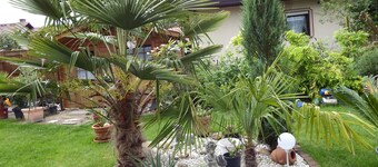 Guesthouse Evi with palm garden, between Speyer and Neustadt a. d. Wine route