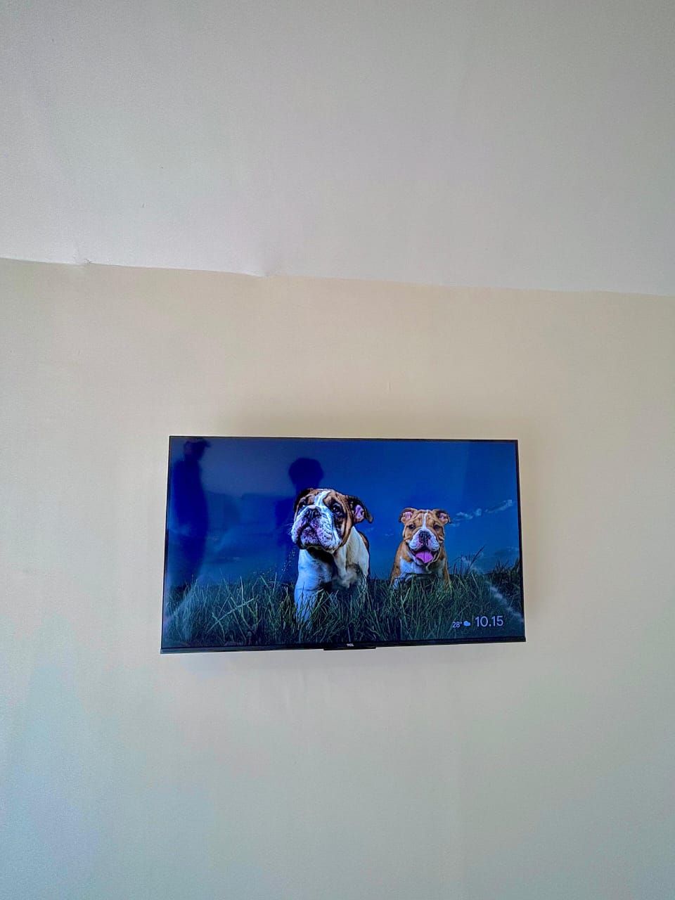 A framed picture of two bulldogs on grass with a blue sky background.