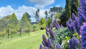 Un jardín con árboles altos, cielo despejado y un camino.