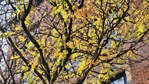 A tree with yellow leaves in front of a brick building with large windows. - Downtown 3BR Home with 2 Baths, Kitchen & W/D (Providence)