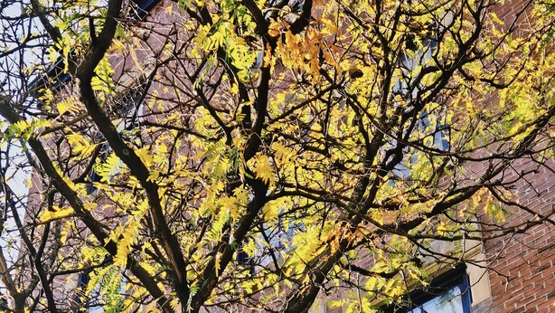 Un árbol de hojas amarillas frente a un edificio de ladrillo con grandes ventanales.