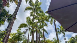 Vista de altas palmeras y un cielo despejado.