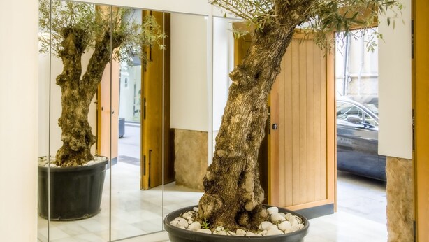 A potted bonsai tree in a modern lobby with a large mirror reflecting the tree and a wooden door in the background. - Catalina Suites Downtown Valencia (València)
