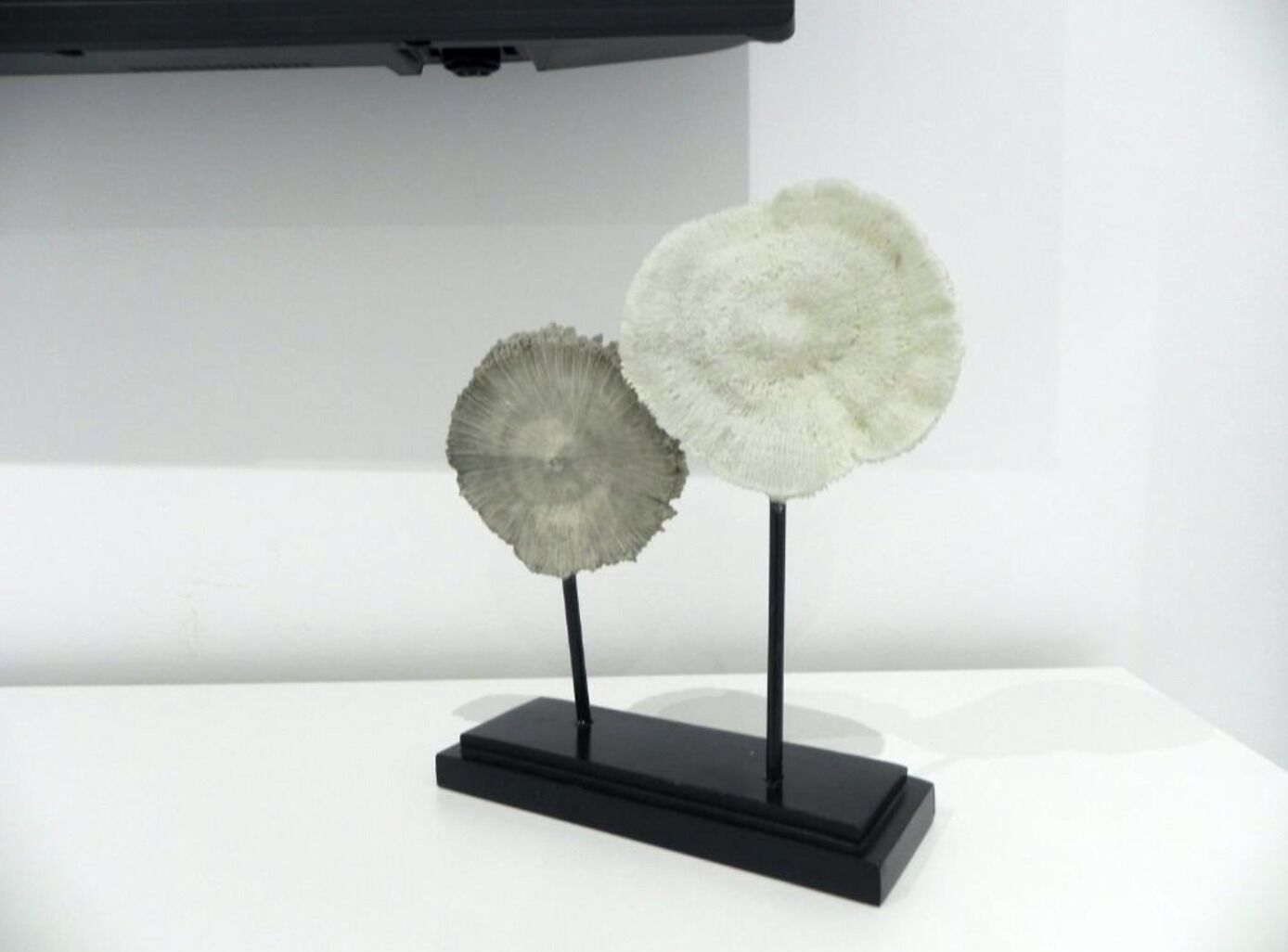 Two spherical objects on a black stand against a white background.