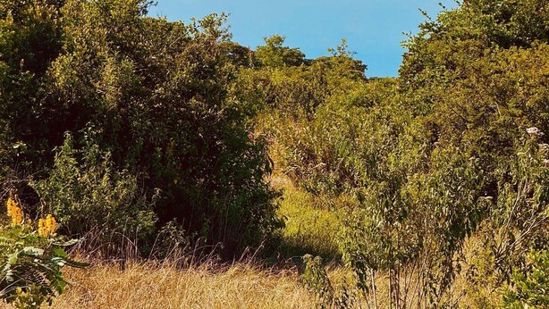 A natural landscape with dense vegetation and a mountain in the background. - Eco 5 Bedroom 5 Bathroom Nanyuki Farm Villa - 2328 (Nanyuki)