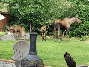 Property grounds - On the Creek! Anchorage 2BR Hideaway Condo (Anchorage)