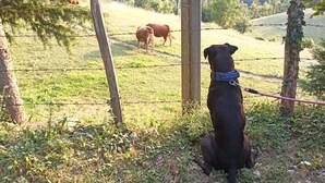 A dog on a leash, a wooden fence, and a grassy field with cows in the background.
