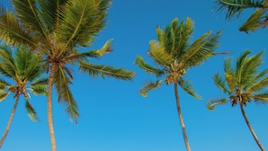 A beach setting with wooden furniture, a small table, and a heart-shaped decoration on a palm tree. - Protels La Plage (Bwejuu)