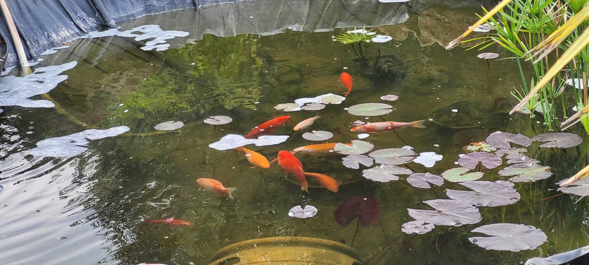 Divers