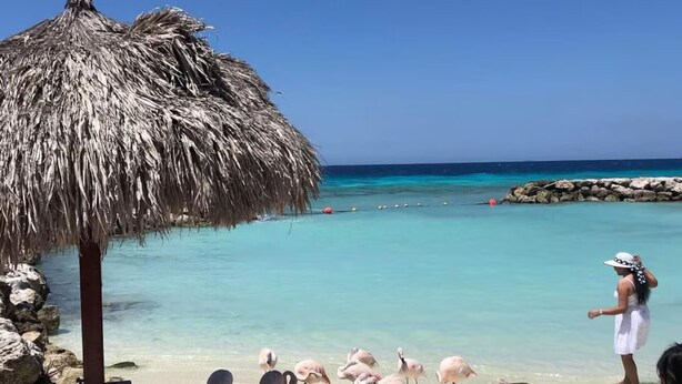 Een strand met een rieten parasol, een rotsachtige kustlijn en flamingo's.