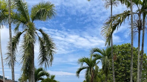 Un sentier pavé mène à une plage bordée de palmiers, d’où l’on a une vue dégagée sur l’océan.