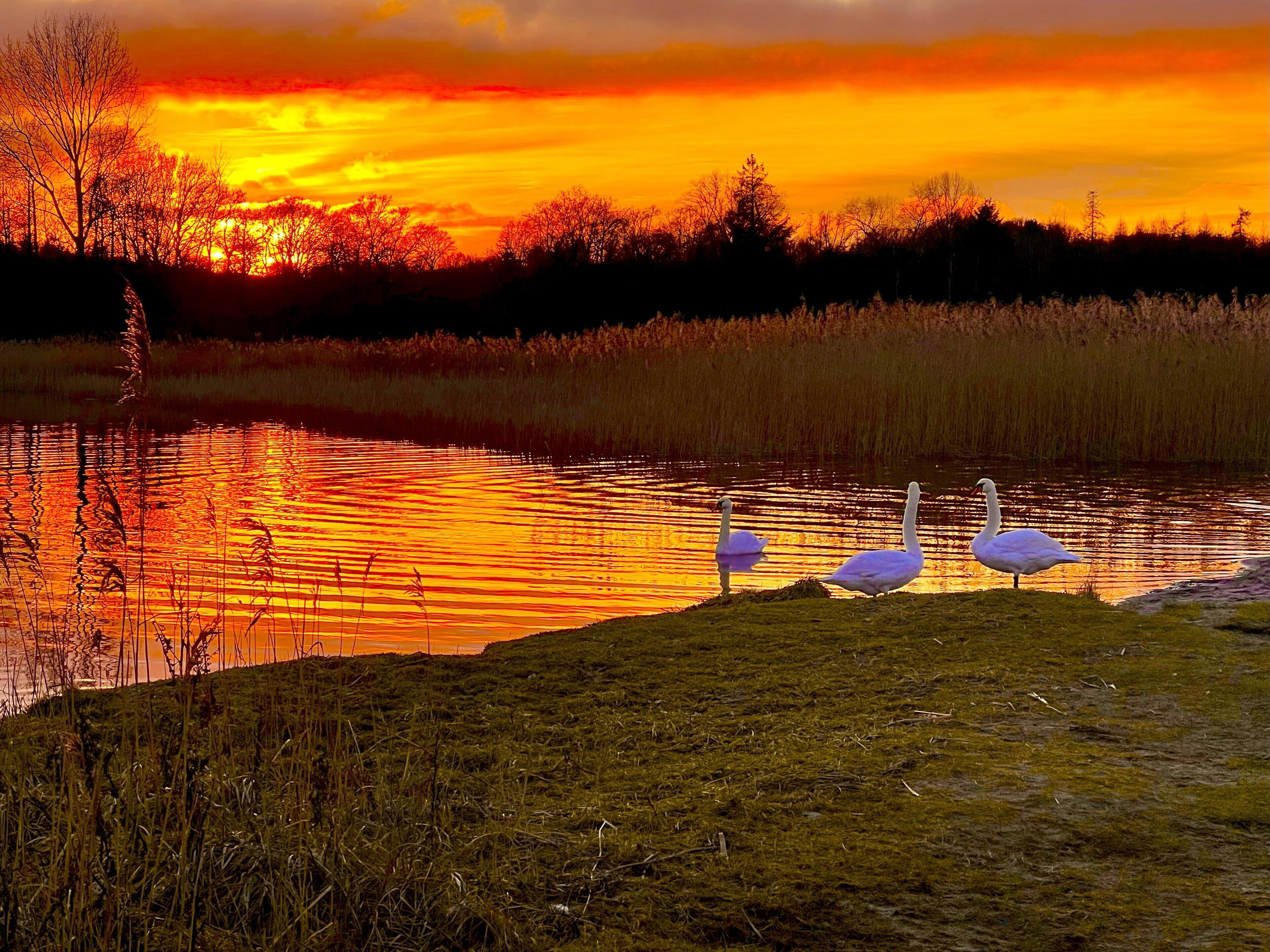 A sunset over a calm lake with two swans on the shore.
