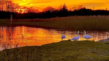 A sunset over a calm lake with two swans on the shore.