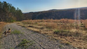 Un sendero de grava serpentea por un área boscosa, con un perro a la izquierda.