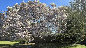 A tree with pink blossoms in a yard with a trampoline.