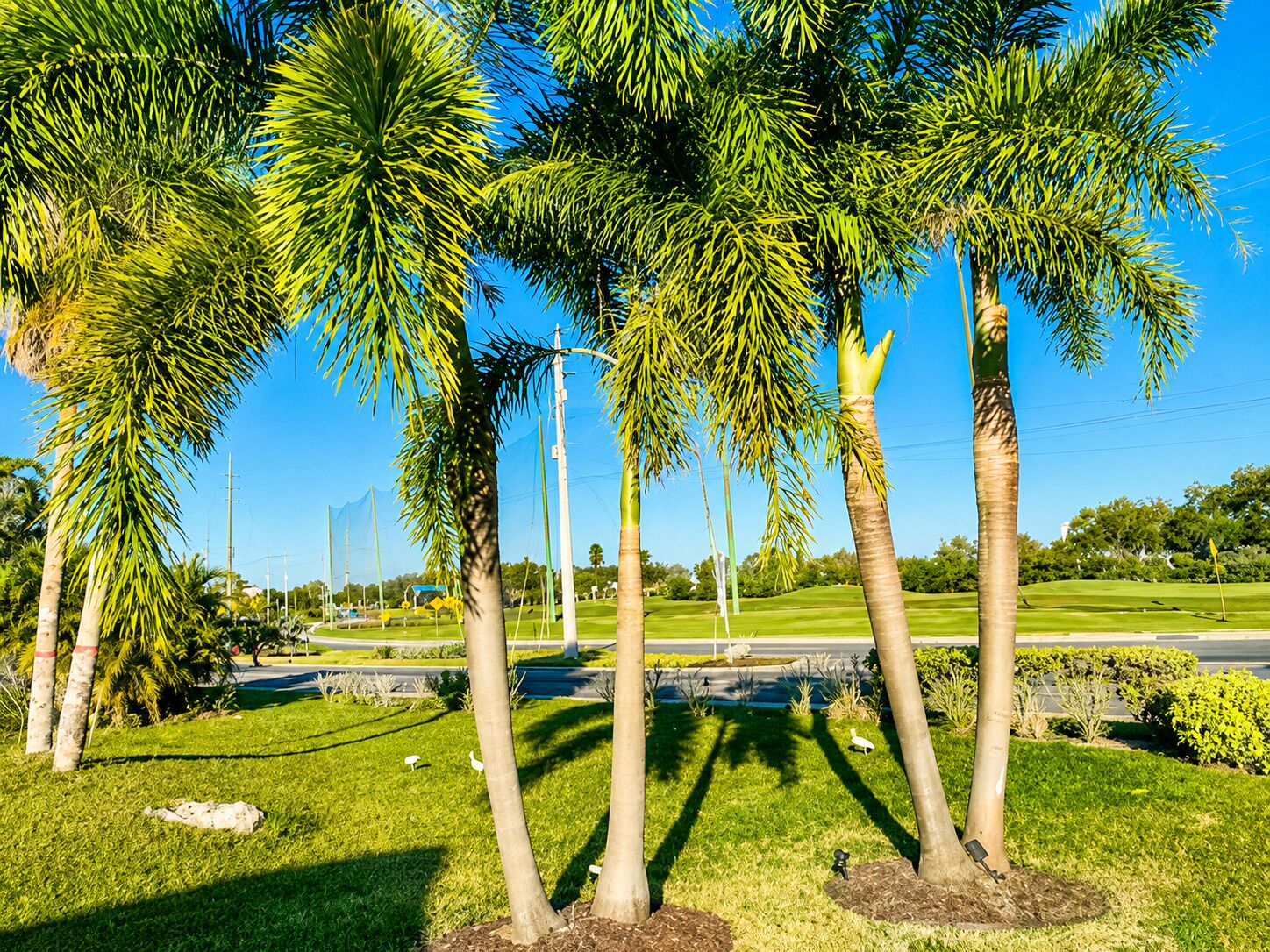 A landscaped area with palm trees, a golf course in the background, and a clear blue sky.