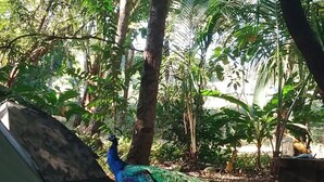 A peacock in a natural setting with trees and a tent. - Paradise point camping - Dome 2 (Tamarindo)