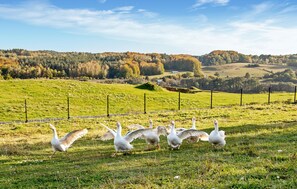 A group of geese in a grassy field with a fence and a hilly landscape in the background.