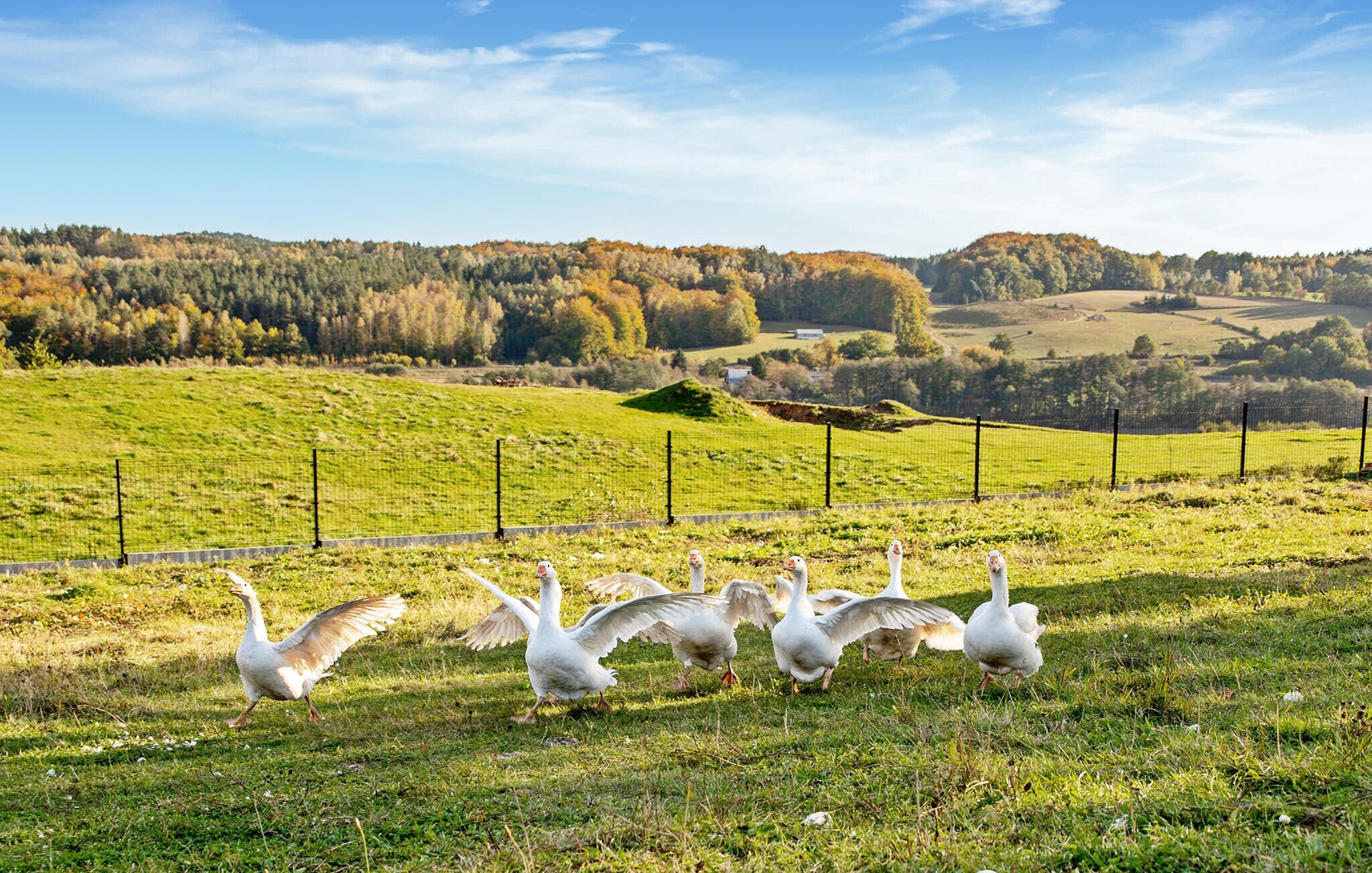 Un grupo de gansos en un campo de hierba con una valla y un paisaje montañoso al fondo.