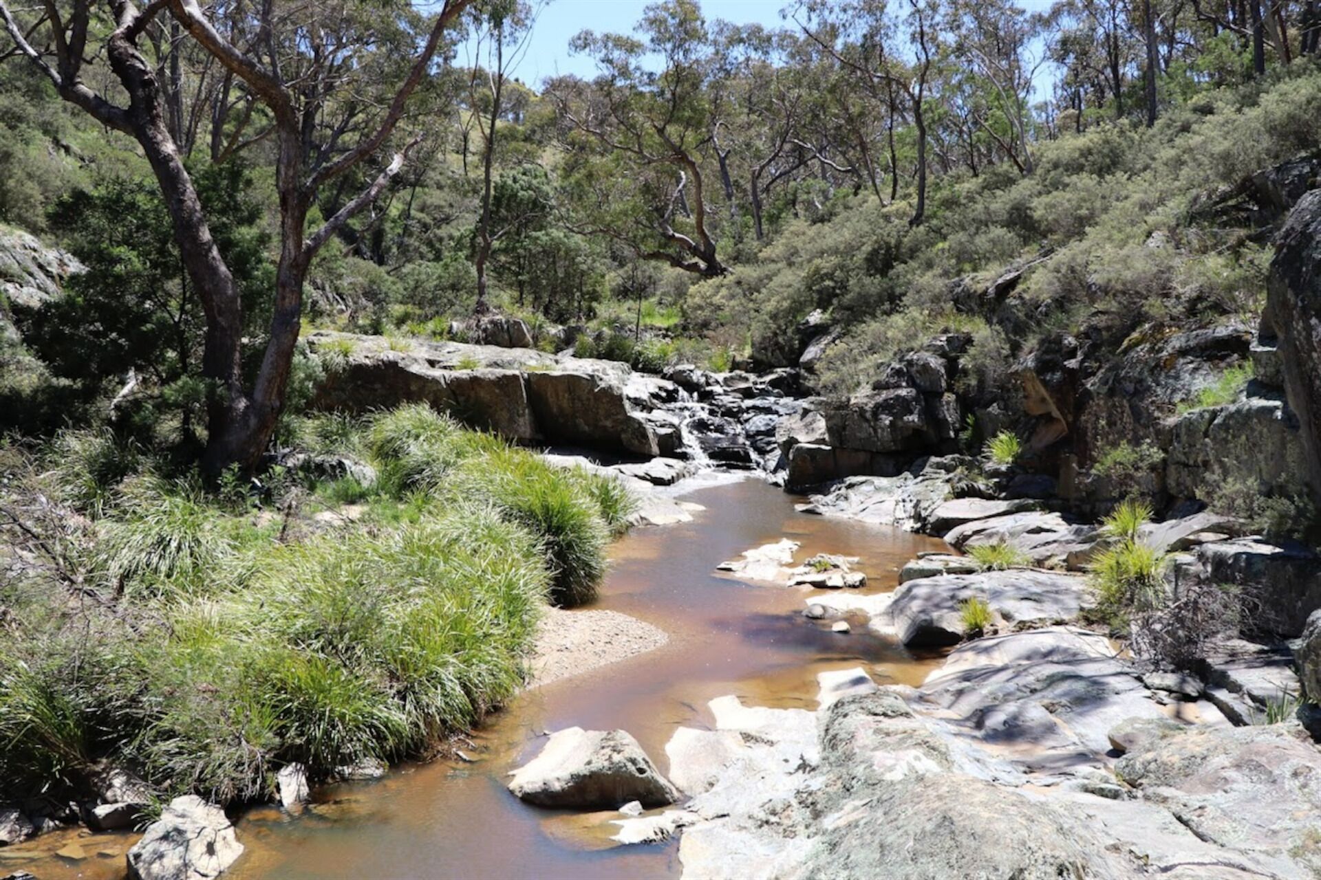 A natural landscape with a rocky stream surrounded by dense vegetation and trees.
